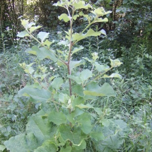 Photographie n°340632 du taxon Arctium lappa L. [1753]