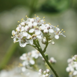 Photographie n°340634 du taxon Lepidium latifolium L. [1753]