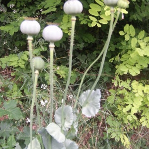 Photographie n°340639 du taxon Papaver somniferum L. [1753]