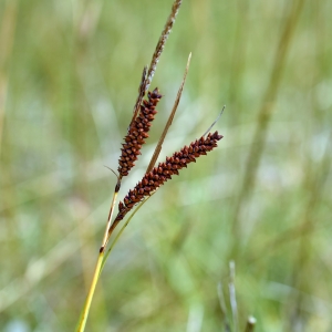 Photographie n°340660 du taxon Carex flacca Schreb. [1771]