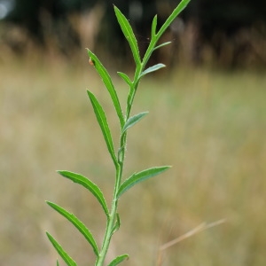 Photographie n°340662 du taxon Carthamus mitissimus L. [1753]