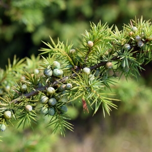 Photographie n°340670 du taxon Juniperus communis L. [1753]
