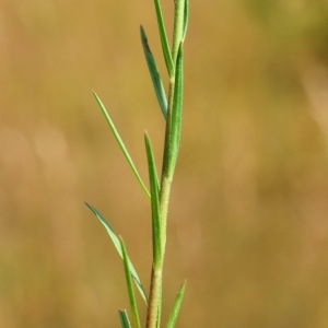 Photographie n°340672 du taxon Linum tenuifolium L. [1753]