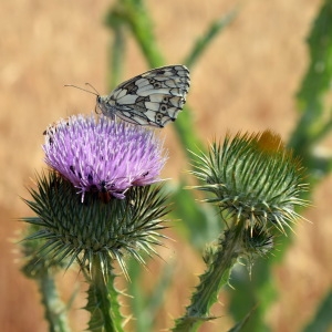 Photographie n°340680 du taxon Onopordum acanthium L. [1753]