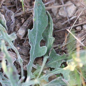 Photographie n°340707 du taxon Centaurea pectinata L. [1763]