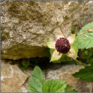 Photographie n°340709 du taxon Potentilla indica (Andrews) Th.Wolf [1904]