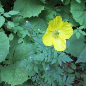 Photographie n°340720 du taxon Meconopsis cambrica (L.) Vig.