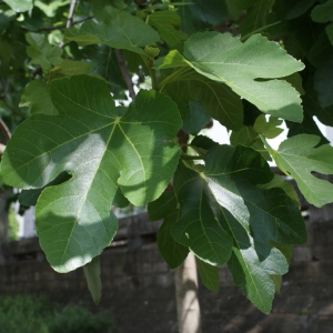 Photographie n°340738 du taxon Ficus carica L. [1753]