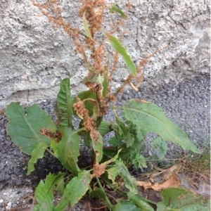 Photographie n°340748 du taxon Rumex crispus L. [1753]