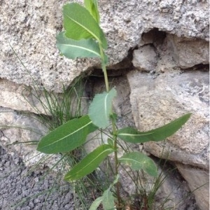 Photographie n°340750 du taxon Lactuca serriola L. [1756]