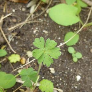 Photographie n°340760 du taxon Geranium molle L. [1753]