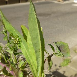 Photographie n°340764 du taxon Lactuca serriola L. [1756]