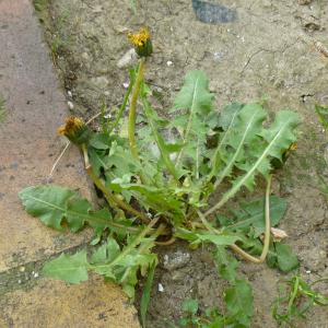 Photographie n°340778 du taxon Taraxacum F.H.Wigg. [1780]