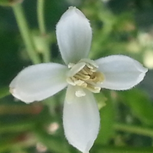 Photographie n°340801 du taxon Clematis L.