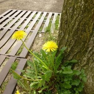 Photographie n°340809 du taxon Taraxacum F.H.Wigg. [1780]