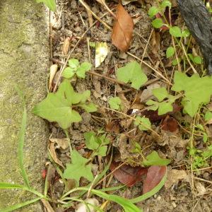 Photographie n°340821 du taxon Lactuca muralis (L.) G.Mey. [1836]