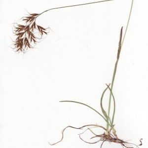 Photographie n°340838 du taxon Helictochloa versicolor subsp. versicolor