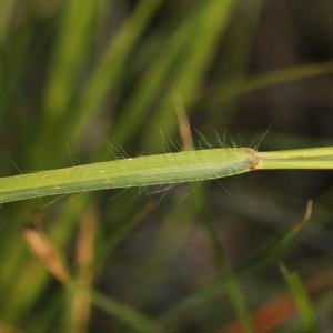 Photographie n°340848 du taxon Chrysopogon gryllus (L.) Trin. [1820]