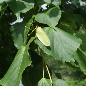 Photographie n°340856 du taxon Tilia cordata Mill. [1768]