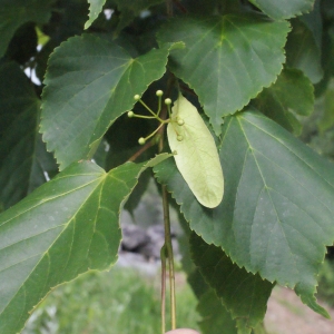 Photographie n°340857 du taxon Tilia cordata Mill. [1768]