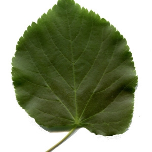 Photographie n°340858 du taxon Tilia cordata Mill. [1768]