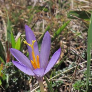 Photographie n°340890 du taxon Crocus nudiflorus Sm. [1798]