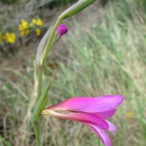 Photographie n°340894 du taxon Gladiolus italicus Mill. [1768]