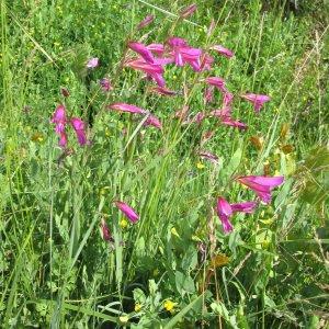 Photographie n°340895 du taxon Gladiolus italicus Mill. [1768]