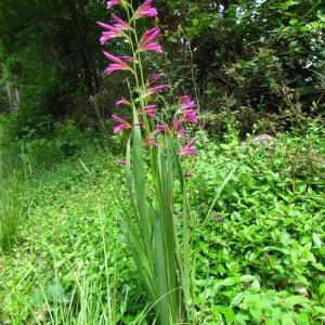 Photographie n°340896 du taxon Gladiolus italicus Mill. [1768]