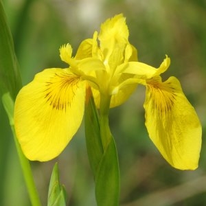 Photographie n°340906 du taxon Iris pseudacorus L.
