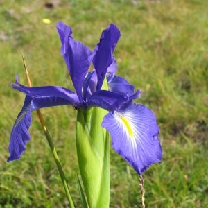 Photographie n°340908 du taxon Iris latifolia (Mill.) Voss [1895]