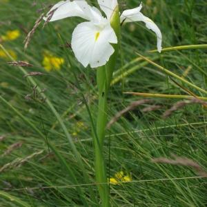 Photographie n°340911 du taxon Iris latifolia (Mill.) Voss [1895]