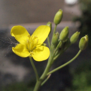  - Diplotaxis tenuifolia (L.) DC.