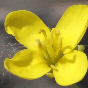  - Diplotaxis tenuifolia (L.) DC.