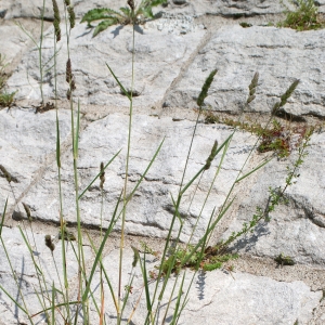 Photographie n°340936 du taxon Dactylis glomerata L.