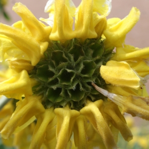 Photographie n°340943 du taxon Phlomis fruticosa L. [1753]