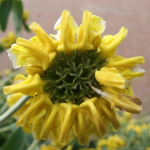 Phlomis fruticosa L. (Phlomis ligneux)