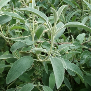 Photographie n°340945 du taxon Phlomis fruticosa L. [1753]