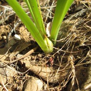 Photographie n°340966 du taxon Colchicum bulbocodium Ker Gawl. [1807]