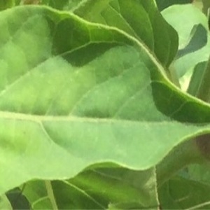 Photographie n°340999 du taxon Mirabilis jalapa L. [1753]