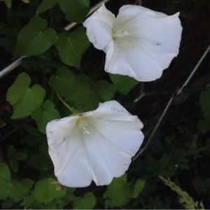 Photographie n°341053 du taxon Convolvulus sepium L. [1753]