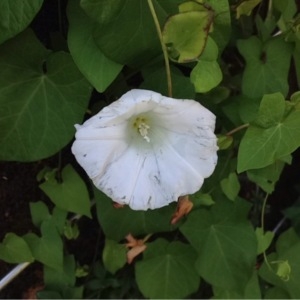 Photographie n°341055 du taxon Convolvulus sepium L. [1753]