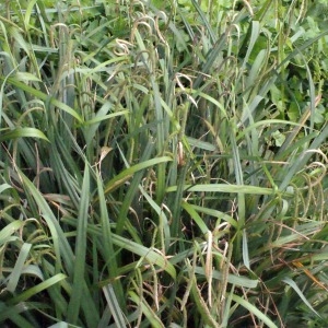 Photographie n°341804 du taxon Carex pendula Huds. [1762]