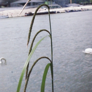 Photographie n°341808 du taxon Carex pendula Huds. [1762]