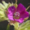  Liliane Roubaudi - Geranium dissectum L.