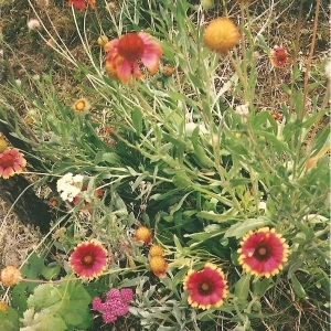 Photographie n°341835 du taxon Gaillardia x grandiflora Van Houtte [1857]