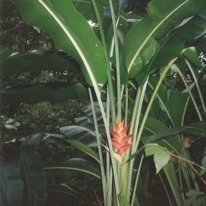 Photographie n°341837 du taxon Heliconia caribaea Lam.
