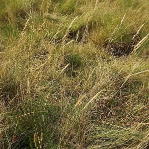 Photographie n°341917 du taxon Agrostis curtisii Kerguélen [1976]