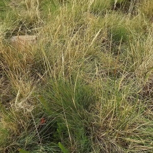 Photographie n°341918 du taxon Agrostis curtisii Kerguélen [1976]