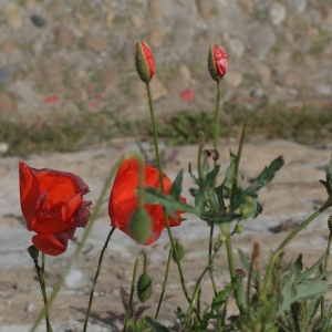 Photographie n°342006 du taxon Papaver rhoeas L.